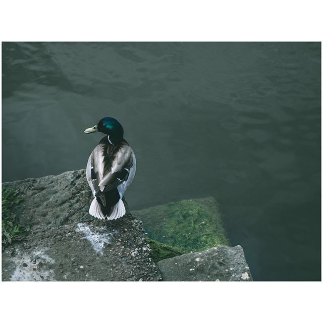 oh my god twitter doesn’t include alt text from images in their API