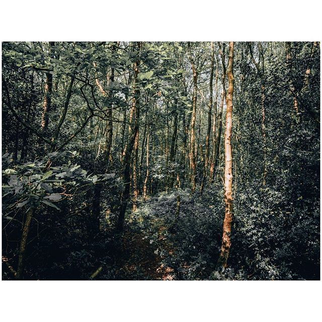 oh my god twitter doesn’t include alt text from images in their API