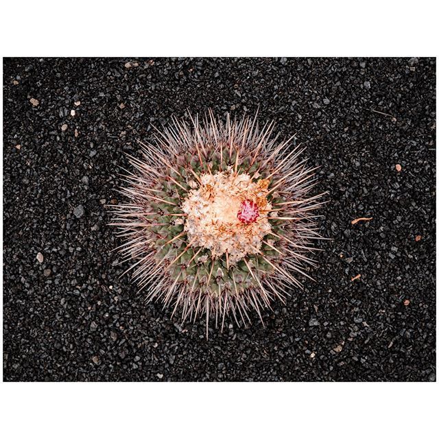 oh my god twitter doesn’t include alt text from images in their API