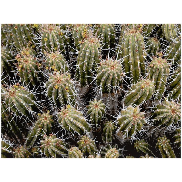 oh my god twitter doesn’t include alt text from images in their API