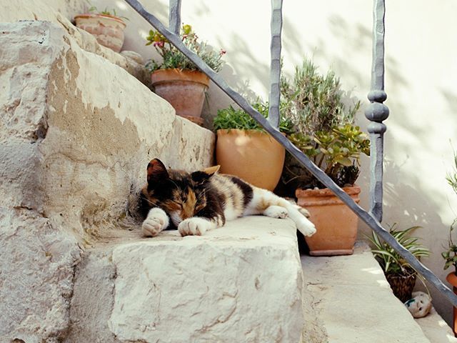 oh my god twitter doesn’t include alt text from images in their API