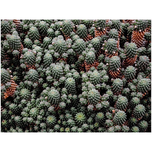 oh my god twitter doesn’t include alt text from images in their API