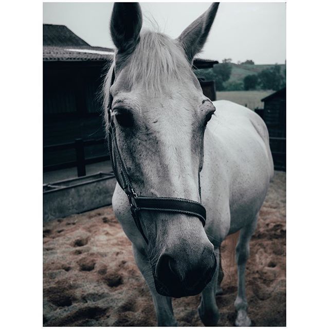 oh my god twitter doesn’t include alt text from images in their API