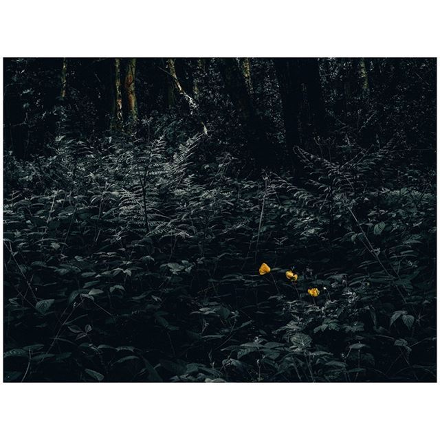 oh my god twitter doesn’t include alt text from images in their API