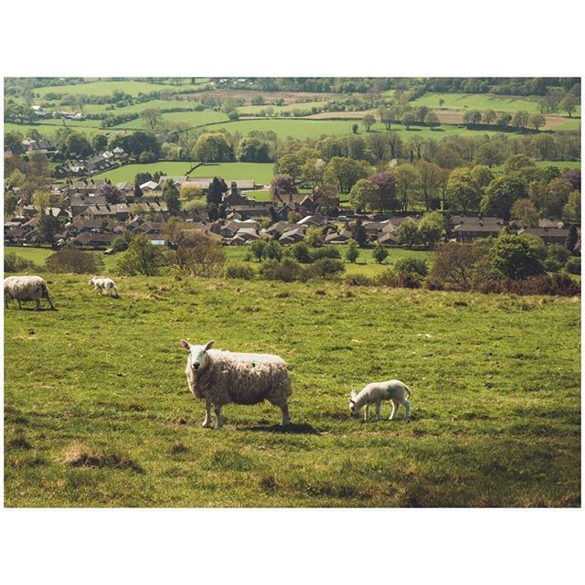 oh my god twitter doesn’t include alt text from images in their API